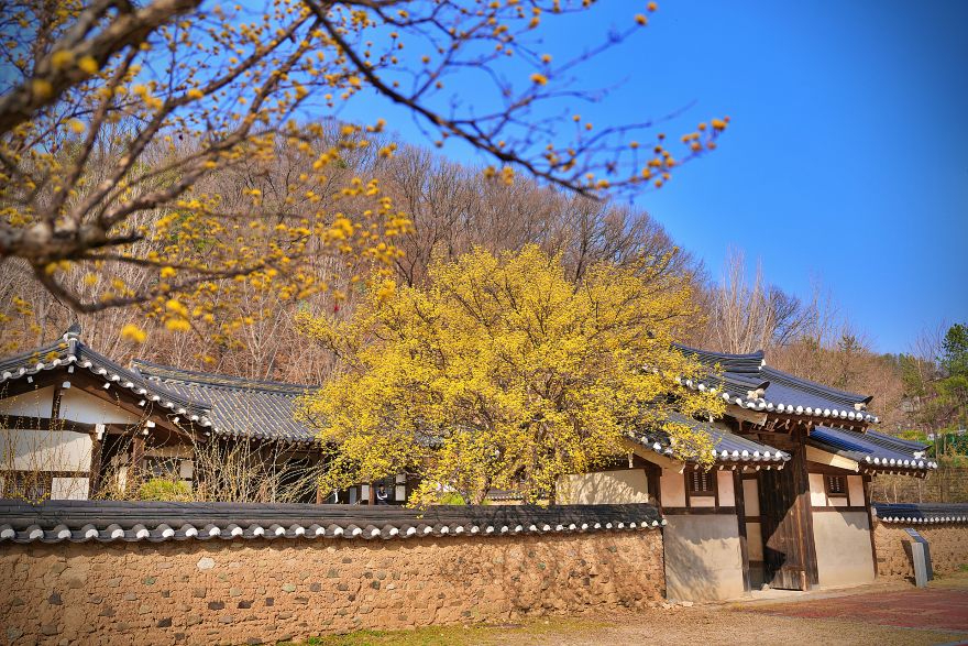 국립경국대학교 캠퍼스에 찾아온 봄7.jpg