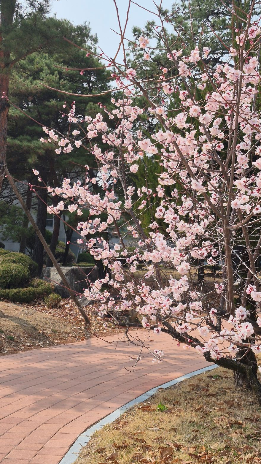 국립경국대학교 캠퍼스에 찾아온 봄9.jpg