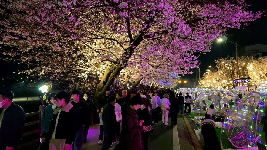0403 안동 벚꽃축제, 이틀째 ‘인산인해’ (2).jpg