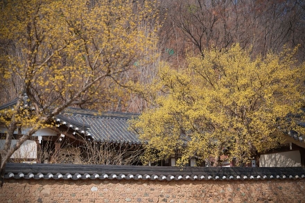 국립경국대, 봄꽃 만개…캠퍼스에 봄 정취 물들다