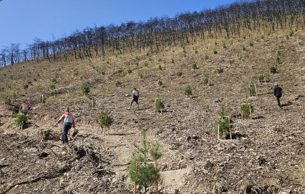 안동시, 산불 피해지 432.7ha ‘봄철 조림’ 총력 복구