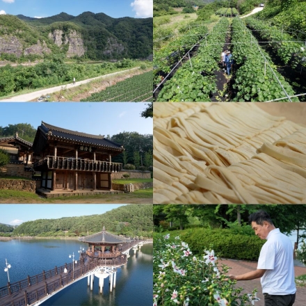 숨겨진 안동의 멋과 맛, 안동 무궁화·청포도·국시에 담다