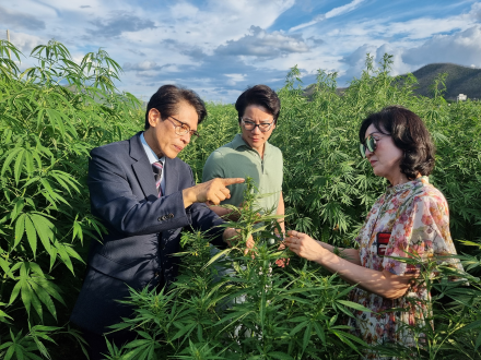 기후위기 극복과 탄소중립을 향한 열쇠 !  대마(Hemp) 친환경 소재 산업화가 답이다